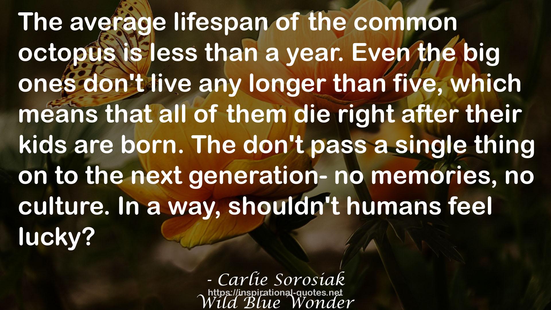 Carlie Sorosiak QUOTES